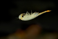 Zabronozka letni - Branchipus schaefferi - Fairy Shrimp 5543